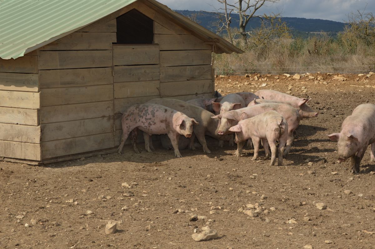 Porcs africains