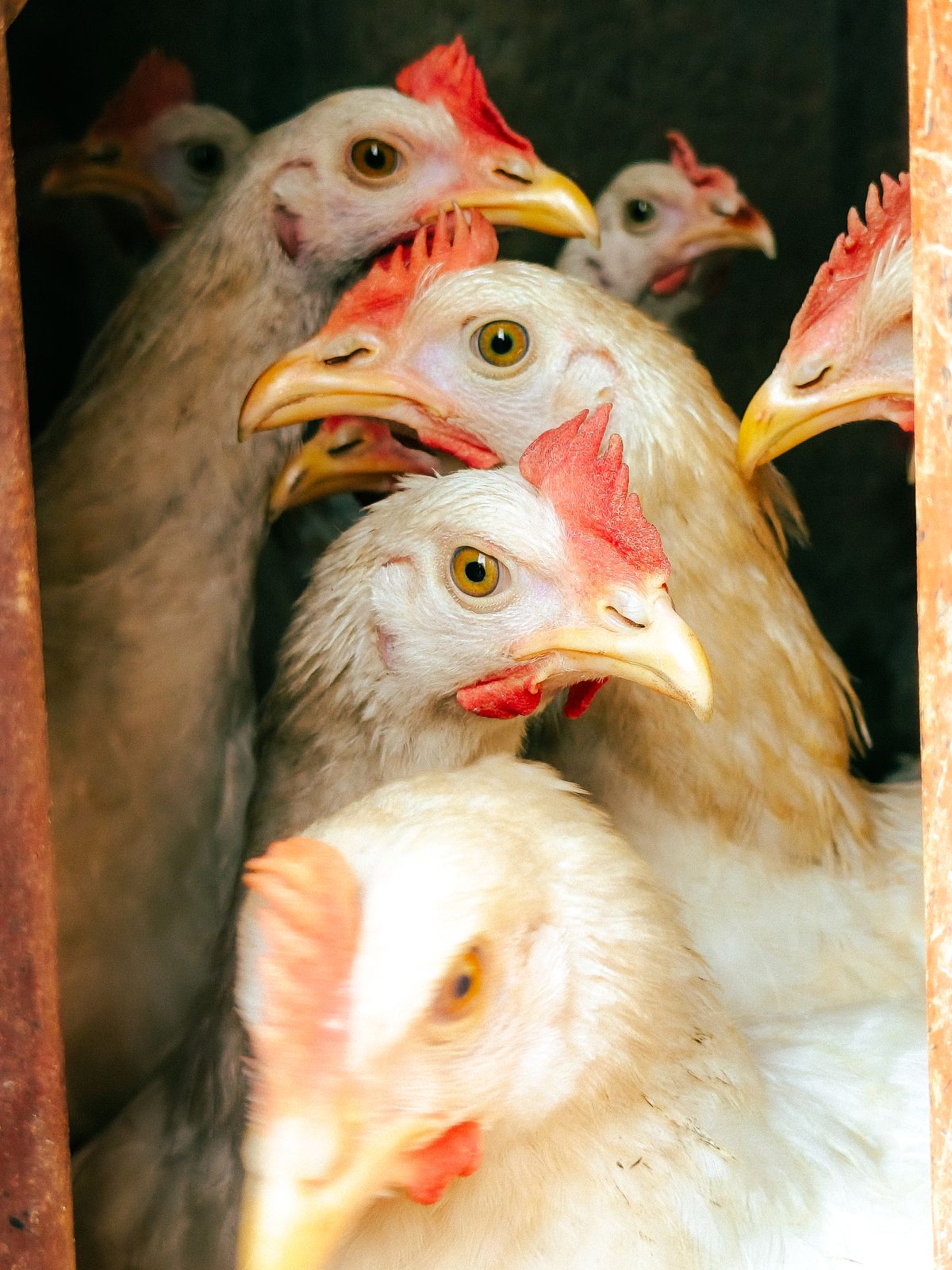 Poulets hybrides