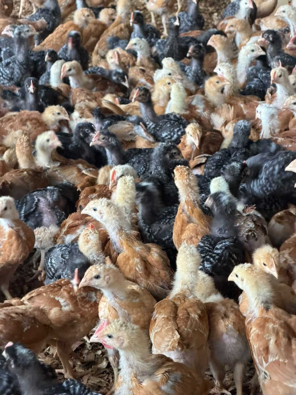 Poussins hybrides
