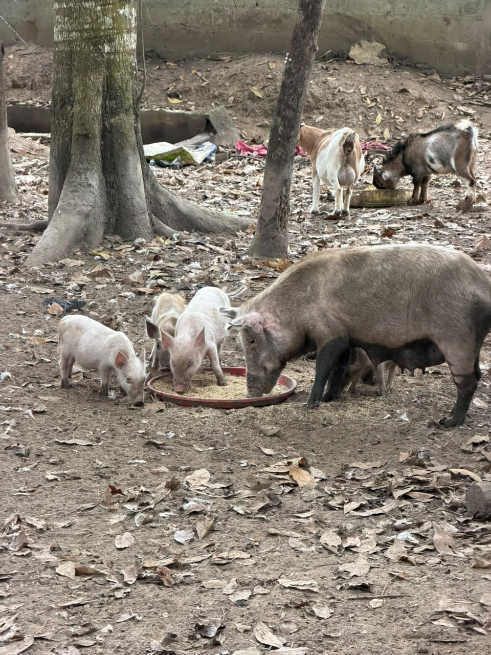 Élevage de porcs