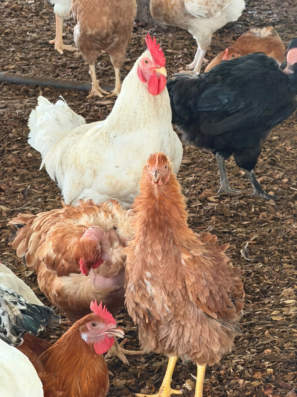 Coq de village