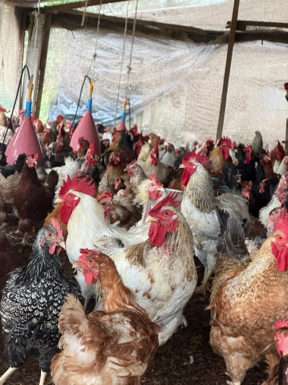 Poulets hybrides