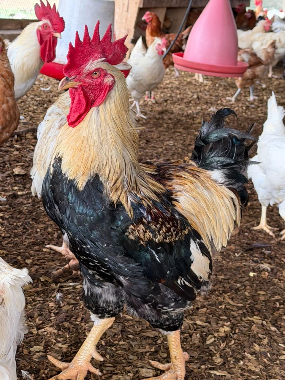 Poulets hybrides
