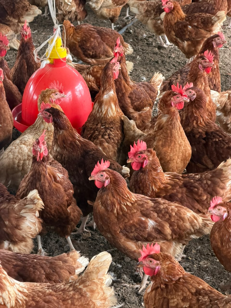 Poules pondeuses dans un poulailler équipé
