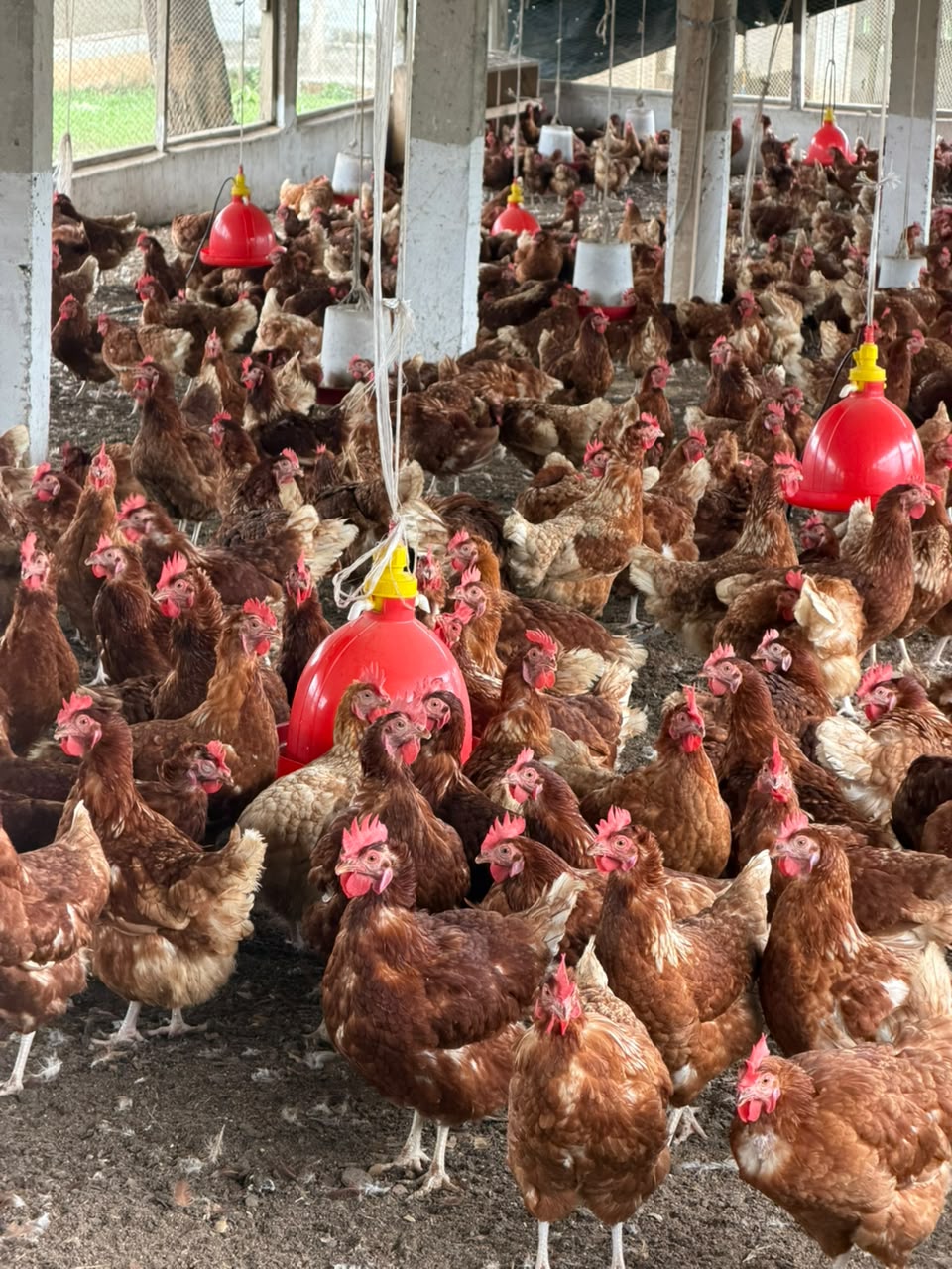 Poules pondeuses