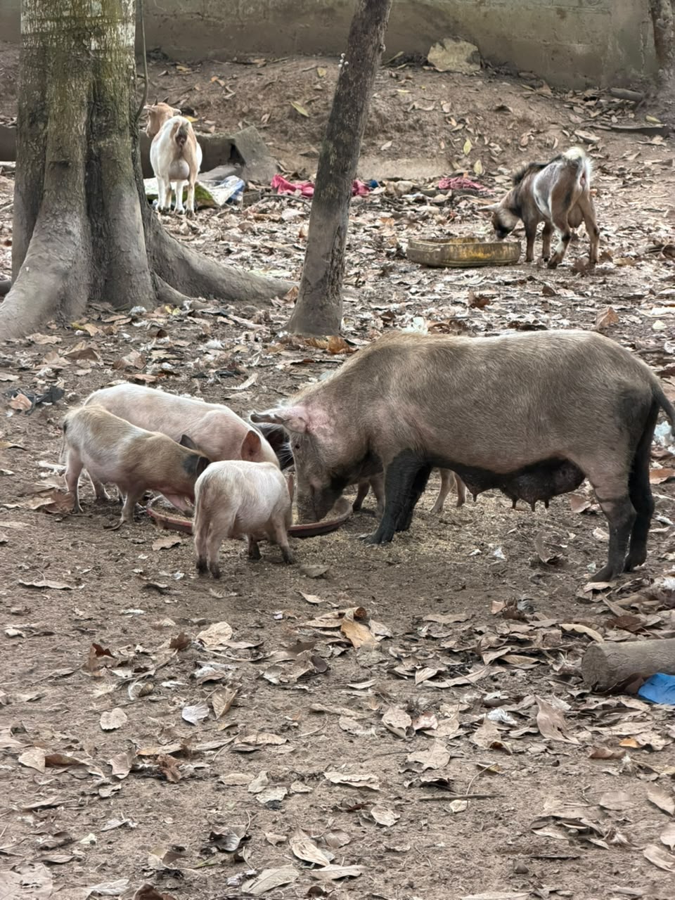 Porcs